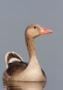 Graugans - Greylag Goose  (Anser anser)